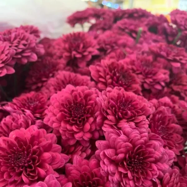 Buquê Pinoquio Marsala - Imagem 2