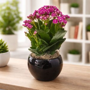 Calandiva em Vaso Ceramico Esmaltado