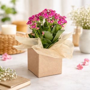 Calandiva natural em cachepot paper decorativo