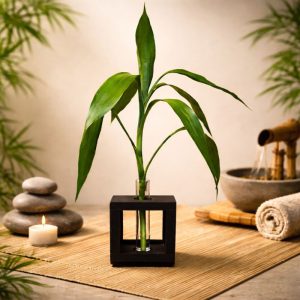 Bambu da Sorte Solitário