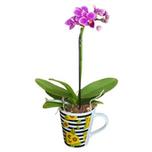 Mini Orquidea na Caneca