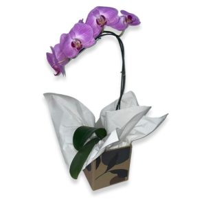 Orquidea-Color-Basic-1.jpg