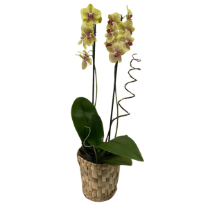Orquidea Taboa Color